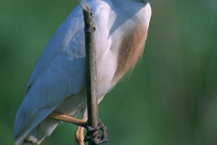 GARCILLA-BUEYERA