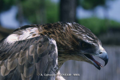 Águila Perdicera