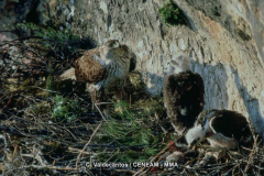 Águila Perdicera