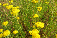 Achillea-ageratum