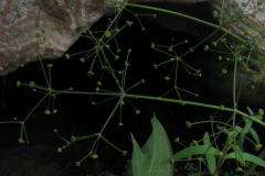 Alisma-plantago-aquatica