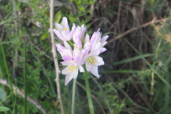 Allium-roseum