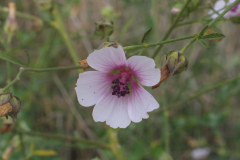 Althaea-cannabina