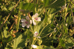 Althaea-officinalis