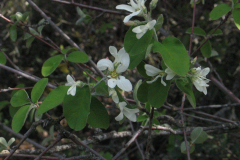 Amelanchier-ovalis