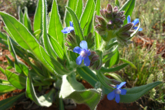 Anchusa-italica