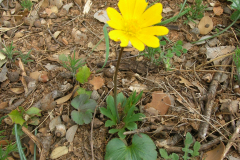 Anemone-palmata-1