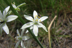 Anthericum-liliago