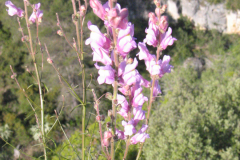 Antirrhinum-barrelieri