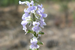 Antirrhinum-bellidifolium1