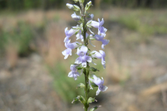 Antirrhinum-bellidifolium2