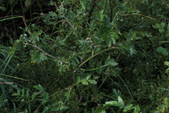 Apium-nodiflorum
