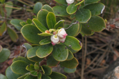 Arctostaphyllos-uva-uris