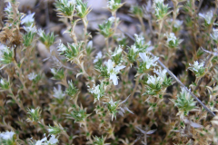 Arenaria-erinacea