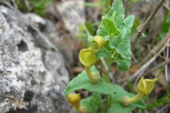 Aristolochia-pistolochia-2