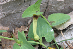 Aristolochia-pistolochia