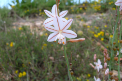 Asphodelus-fistulosus