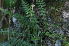 Asplenium-fontanum-1