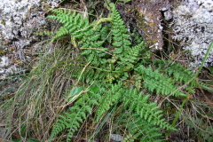 Asplenium-fontanum-2