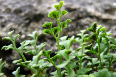 Asplenium-ruta-muraria-1