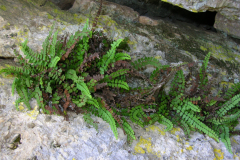 Asplenium-trichomanes