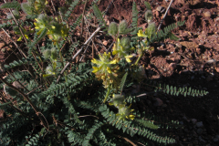 Astragalus-alopecuroides