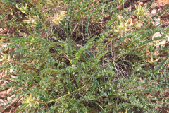 Astragalus-gypsophyllus