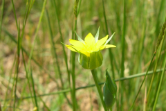 Blackstonia-perfoliata-1
