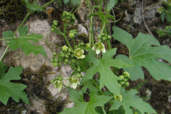 Bryonia-dioica