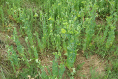 Bupleurum-rotundifolium