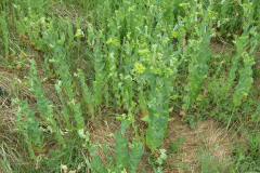 Bupleurum-rotundifolium