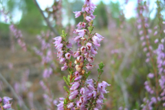 Calluna-vulgaris2