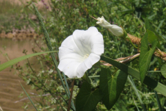 Calystegia-sepium-1