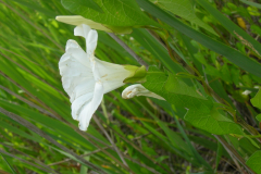 Calystegia-sepium-2