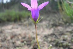 Campanula-lusitanica