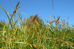 Carex-acutiformis