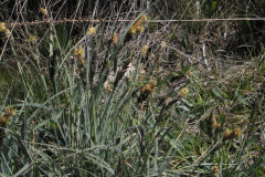 Carex-flacca