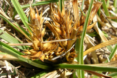 Carex-hordesteichos