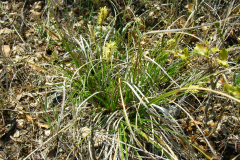 Carex-humilis