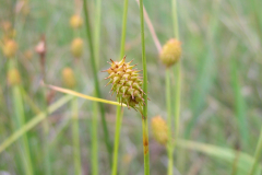Carex-ledpidocarpa