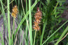 Carex-otrubae