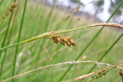 Carex-panicea