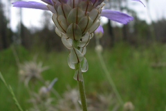 Catananche-caerulea