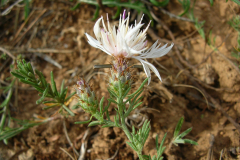 Centaurea-boissiericf