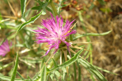 Centaurea-calcitrapa