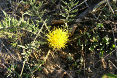 Centaurea-cavanillesiana-2