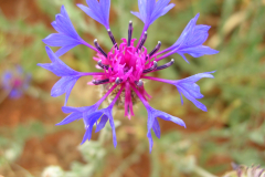 Centaurea-cyanus