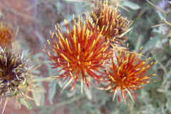 Centaurea-ornata