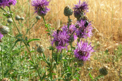 Centaurea-scabiosa