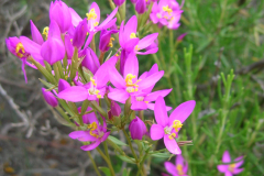 Centaurium-barrelieri